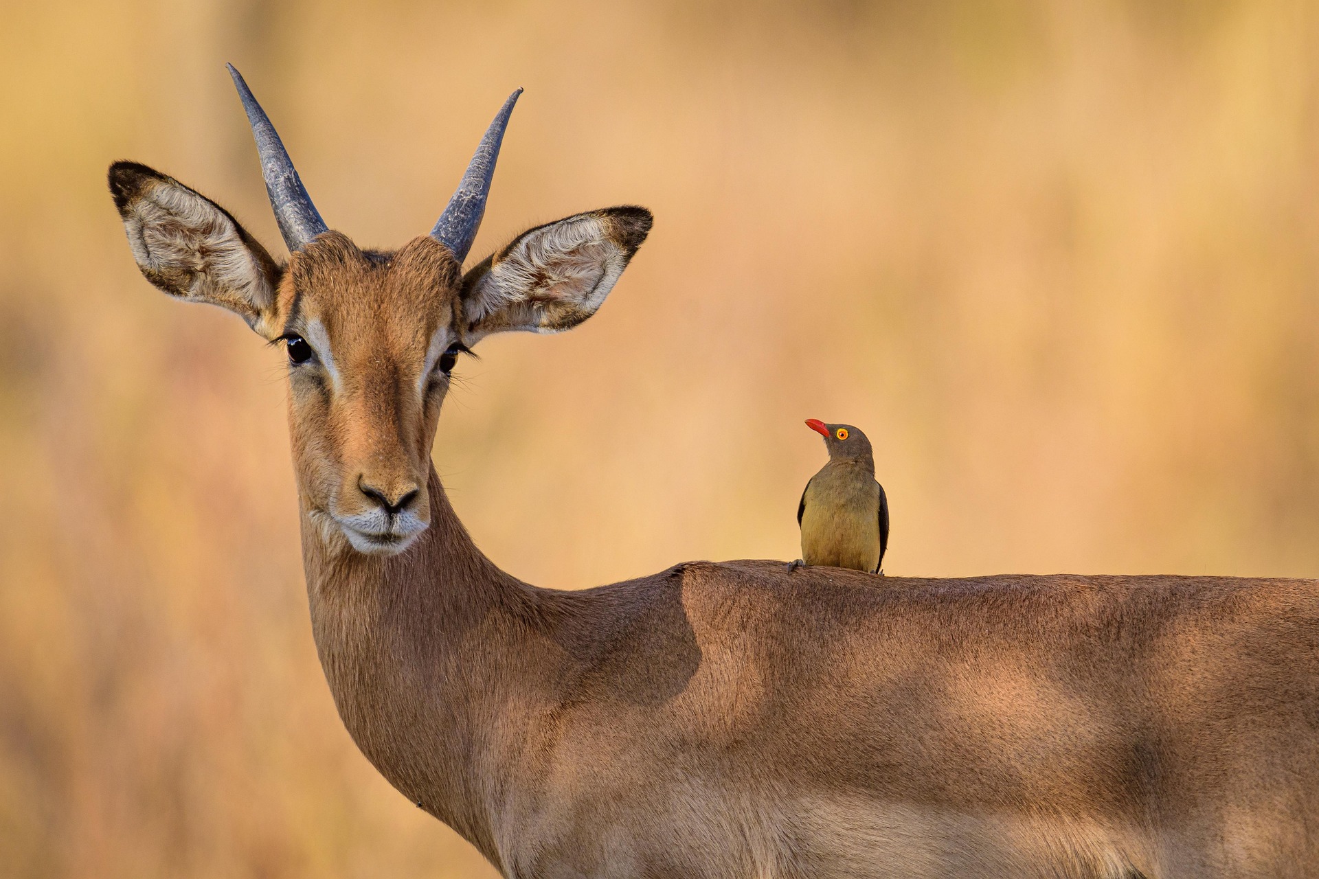 antilope
