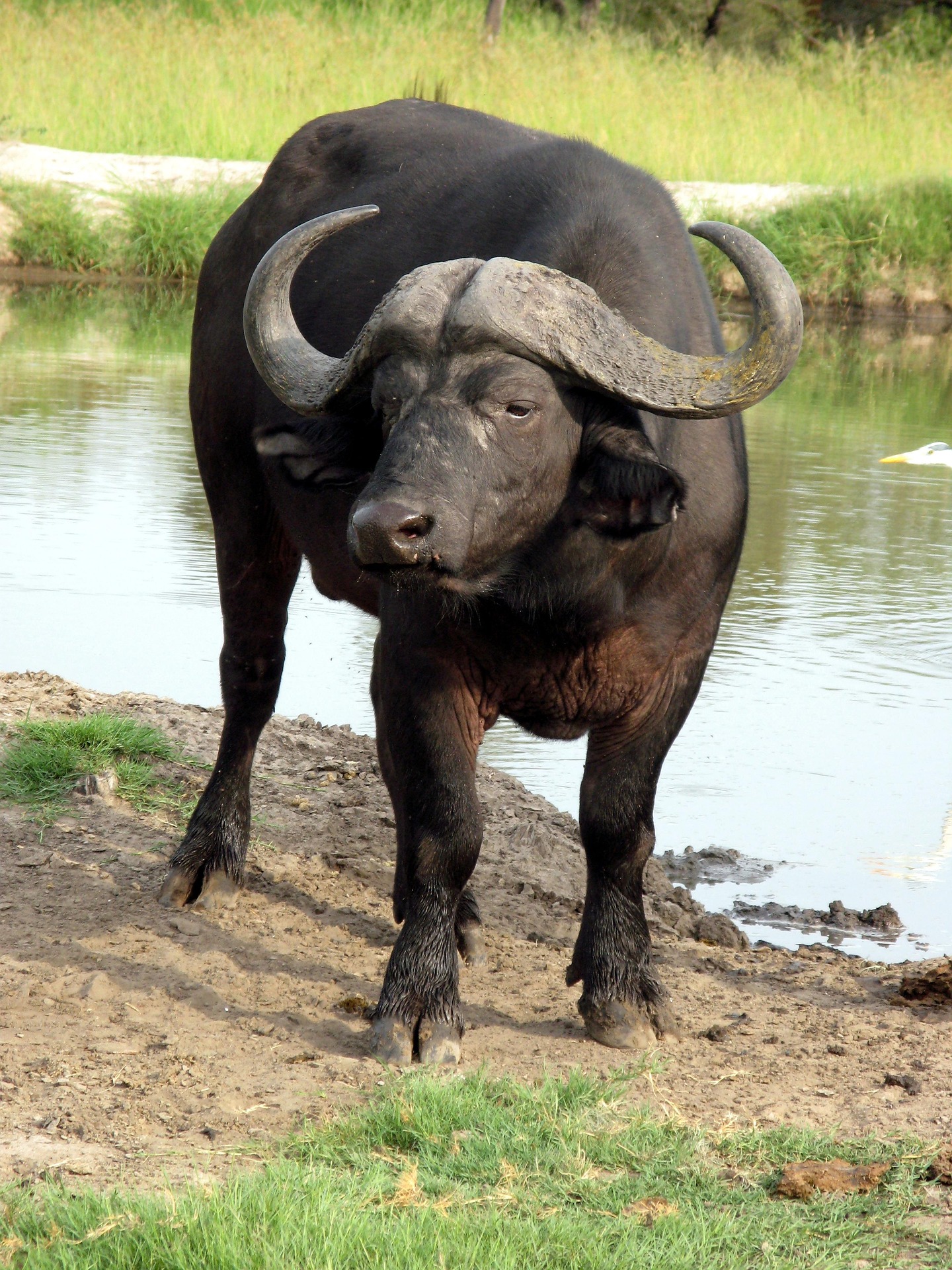 le buffle